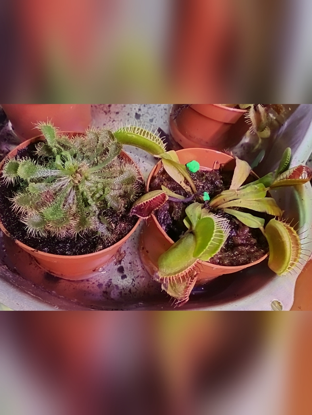 Venus Flytrap And Sundew Carnivorous 2 Live Plant Lot